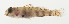  ( - AUST-093)  @11 [ ] CreativeCommons  Attribution Non-Commercial (by-nc) (2013) Unspecified Smithsonian Institution National Museum of Natural History