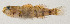  ( - AUST-301)  @11 [ ] CreativeCommons  Attribution Non-Commercial (by-nc) (2013) Unspecified Smithsonian Institution National Museum of Natural History