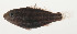  ( - AUST-031)  @11 [ ] CreativeCommons  Attribution Non-Commercial (by-nc) (2013) Unspecified Smithsonian Institution National Museum of Natural History