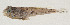  ( - AUST-348)  @11 [ ] CreativeCommons  Attribution Non-Commercial (by-nc) (2013) Unspecified Smithsonian Institution National Museum of Natural History