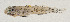 ( - AUST-593)  @11 [ ] CreativeCommons  Attribution Non-Commercial (by-nc) (2013) Unspecified Smithsonian Institution National Museum of Natural History