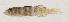  ( - AUST-359)  @11 [ ] CreativeCommons  Attribution Non-Commercial (by-nc) (2013) Unspecified Smithsonian Institution National Museum of Natural History