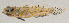  ( - AUST-590)  @11 [ ] CreativeCommons  Attribution Non-Commercial (by-nc) (2013) Unspecified Smithsonian Institution National Museum of Natural History
