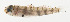  ( - AUST-046)  @11 [ ] CreativeCommons  Attribution Non-Commercial (by-nc) (2013) Unspecified Smithsonian Institution National Museum of Natural History