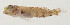  ( - AUST-302)  @11 [ ] CreativeCommons  Attribution Non-Commercial (by-nc) (2013) Unspecified Smithsonian Institution National Museum of Natural History