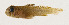  ( - AUST-357)  @11 [ ] CreativeCommons  Attribution Non-Commercial (by-nc) (2013) Unspecified Smithsonian Institution National Museum of Natural History