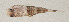  ( - AUST-414)  @11 [ ] CreativeCommons  Attribution Non-Commercial (by-nc) (2013) Unspecified Smithsonian Institution National Museum of Natural History
