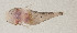  ( - AUST-414)  @11 [ ] CreativeCommons  Attribution Non-Commercial (by-nc) (2013) Unspecified Smithsonian Institution National Museum of Natural History