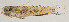  ( - AUST-591)  @11 [ ] CreativeCommons  Attribution Non-Commercial (by-nc) (2013) Unspecified Smithsonian Institution National Museum of Natural History