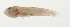  ( - AUST-113)  @11 [ ] CreativeCommons  Attribution Non-Commercial (by-nc) (2013) Unspecified Smithsonian Institution National Museum of Natural History