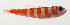  ( - AUST-062)  @11 [ ] CreativeCommons  Attribution Non-Commercial (by-nc) (2013) Unspecified Smithsonian Institution National Museum of Natural History