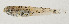  ( - AUST-592)  @11 [ ] CreativeCommons  Attribution Non-Commercial (by-nc) (2013) Unspecified Smithsonian Institution National Museum of Natural History