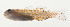  ( - AUST-033)  @11 [ ] CreativeCommons  Attribution Non-Commercial (by-nc) (2013) Unspecified Smithsonian Institution National Museum of Natural History