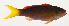  ( - AUST-517)  @11 [ ] CreativeCommons  Attribution Non-Commercial (by-nc) (2013) Unspecified Smithsonian Institution National Museum of Natural History