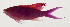  ( - AUST-519)  @11 [ ] CreativeCommons  Attribution Non-Commercial (by-nc) (2013) Unspecified Smithsonian Institution National Museum of Natural History