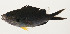  (Chromis pamae - AUST-219)  @11 [ ] CreativeCommons  Attribution Non-Commercial (by-nc) (2013) Unspecified Smithsonian Institution National Museum of Natural History