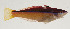  ( - AUST-486)  @11 [ ] CreativeCommons  Attribution Non-Commercial (by-nc) (2013) Unspecified Smithsonian Institution National Museum of Natural History