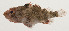  (Scorpaenodes hirsutus - AUST-506)  @11 [ ] CreativeCommons  Attribution Non-Commercial (by-nc) (2013) Unspecified Smithsonian Institution National Museum of Natural History