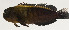  ( - AUST-549)  @11 [ ] CreativeCommons  Attribution Non-Commercial (by-nc) (2013) Unspecified Smithsonian Institution National Museum of Natural History
