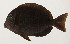  (Acanthurus leucopareius - AUST-210)  @11 [ ] CreativeCommons  Attribution Non-Commercial (by-nc) (2013) Unspecified Smithsonian Institution National Museum of Natural History