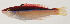  ( - AUST-558)  @11 [ ] CreativeCommons  Attribution Non-Commercial (by-nc) (2013) Unspecified Smithsonian Institution National Museum of Natural History