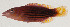 ( - AUST-556)  @11 [ ] CreativeCommons  Attribution Non-Commercial (by-nc) (2013) Unspecified Smithsonian Institution National Museum of Natural History