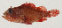 ( - AUST-575)  @11 [ ] CreativeCommons  Attribution Non-Commercial (by-nc) (2013) Unspecified Smithsonian Institution National Museum of Natural History