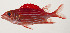  ( - AUST-583)  @11 [ ] CreativeCommons  Attribution Non-Commercial (by-nc) (2013) Unspecified Smithsonian Institution National Museum of Natural History