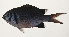  ( - AUST-582)  @11 [ ] CreativeCommons  Attribution Non-Commercial (by-nc) (2013) Unspecified Smithsonian Institution National Museum of Natural History