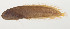  ( - AUST-073)  @11 [ ] CreativeCommons  Attribution Non-Commercial (by-nc) (2013) Unspecified Smithsonian Institution National Museum of Natural History