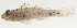  ( - AUST-115)  @11 [ ] CreativeCommons  Attribution Non-Commercial (by-nc) (2013) Unspecified Smithsonian Institution National Museum of Natural History