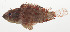  ( - AUST-105)  @11 [ ] CreativeCommons  Attribution Non-Commercial (by-nc) (2013) Unspecified Smithsonian Institution National Museum of Natural History