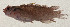  ( - AUST-248)  @11 [ ] CreativeCommons  Attribution Non-Commercial (by-nc) (2013) Unspecified Smithsonian Institution National Museum of Natural History