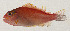  ( - AUST-255)  @11 [ ] CreativeCommons  Attribution Non-Commercial (by-nc) (2013) Unspecified Smithsonian Institution National Museum of Natural History