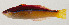  ( - AUST-232)  @11 [ ] CreativeCommons  Attribution Non-Commercial (by-nc) (2013) Unspecified Smithsonian Institution National Museum of Natural History