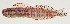  ( - AUST-295)  @11 [ ] CreativeCommons  Attribution Non-Commercial (by-nc) (2013) Unspecified Smithsonian Institution National Museum of Natural History
