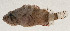  ( - AUST-328)  @11 [ ] CreativeCommons  Attribution Non-Commercial (by-nc) (2013) Unspecified Smithsonian Institution National Museum of Natural History