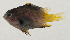  ( - AUST-312)  @11 [ ] CreativeCommons  Attribution Non-Commercial (by-nc) (2013) Unspecified Smithsonian Institution National Museum of Natural History