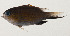  ( - AUST-322)  @11 [ ] CreativeCommons  Attribution Non-Commercial (by-nc) (2013) Unspecified Smithsonian Institution National Museum of Natural History