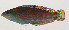  ( - AUST-337)  @11 [ ] CreativeCommons  Attribution Non-Commercial (by-nc) (2013) Unspecified Smithsonian Institution National Museum of Natural History