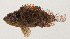  ( - AUST-374)  @11 [ ] CreativeCommons  Attribution Non-Commercial (by-nc) (2013) Unspecified Smithsonian Institution National Museum of Natural History
