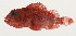  ( - AUST-574)  @11 [ ] CreativeCommons  Attribution Non-Commercial (by-nc) (2013) Unspecified Smithsonian Institution National Museum of Natural History