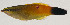  (Labroides rubrolabiatus - AUST-191)  @11 [ ] CreativeCommons  Attribution Non-Commercial (by-nc) (2013) Unspecified Smithsonian Institution National Museum of Natural History