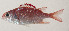  ( - AUST-545)  @11 [ ] CreativeCommons  Attribution Non-Commercial (by-nc) (2013) Unspecified Smithsonian Institution National Museum of Natural History