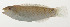  ( - AUST-034)  @11 [ ] CreativeCommons  Attribution Non-Commercial (by-nc) (2013) Unspecified Smithsonian Institution National Museum of Natural History
