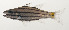  ( - AUST-007)  @11 [ ] CreativeCommons  Attribution Non-Commercial (by-nc) (2013) Unspecified Smithsonian Institution National Museum of Natural History