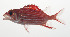  ( - AUST-001)  @11 [ ] CreativeCommons  Attribution Non-Commercial (by-nc) (2013) Unspecified Smithsonian Institution National Museum of Natural History