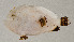  (Antennatus - AUST-419)  @11 [ ] CreativeCommons  Attribution Non-Commercial (by-nc) (2013) Unspecified Smithsonian Institution National Museum of Natural History