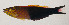  ( - AUST-392)  @11 [ ] CreativeCommons  Attribution Non-Commercial (by-nc) (2013) Unspecified Smithsonian Institution National Museum of Natural History