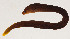 ( - AUST-479)  @11 [ ] CreativeCommons  Attribution Non-Commercial (by-nc) (2013) Unspecified Smithsonian Institution National Museum of Natural History